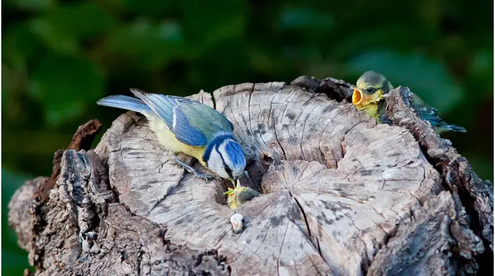 Maise füttert | © Helge Kramberger